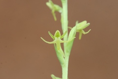 Coeloglossum densum